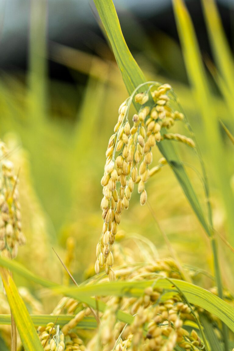 Rice, Madurai, Glasgow